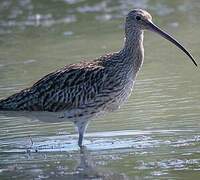 Eurasian Curlew