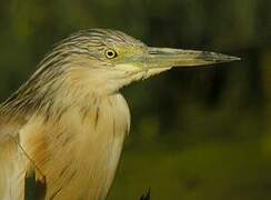 Squacco Heron