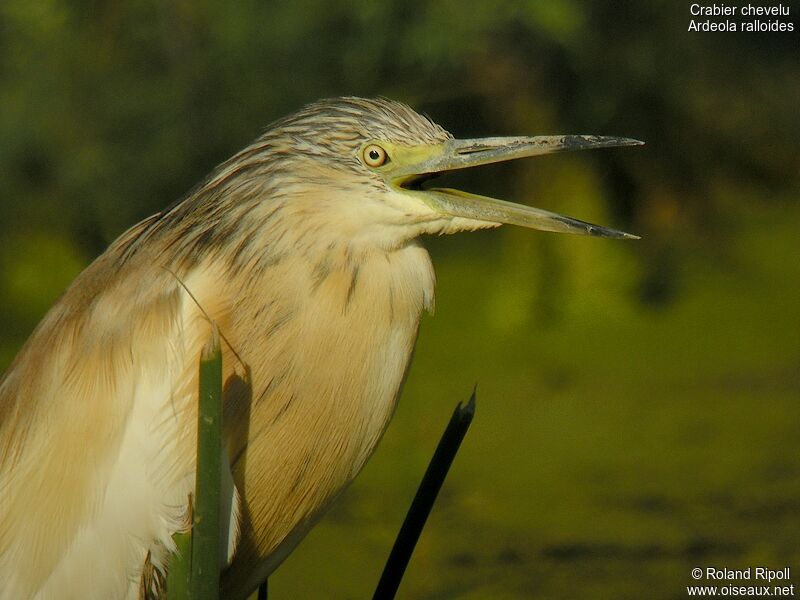 Crabier chevelu