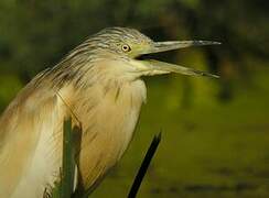 Squacco Heron