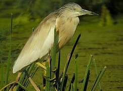 Squacco Heron