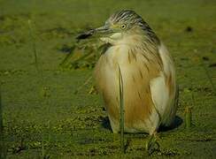 Squacco Heron