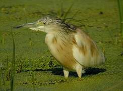 Squacco Heron