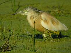 Squacco Heron