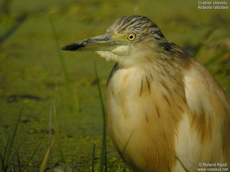 Squacco Heron