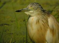 Squacco Heron