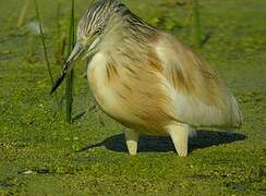 Squacco Heron