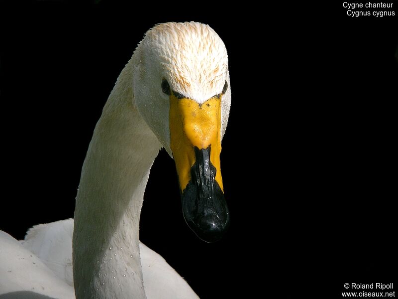 Cygne chanteuradulte nuptial