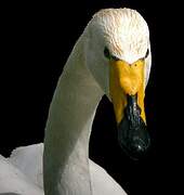 Whooper Swan