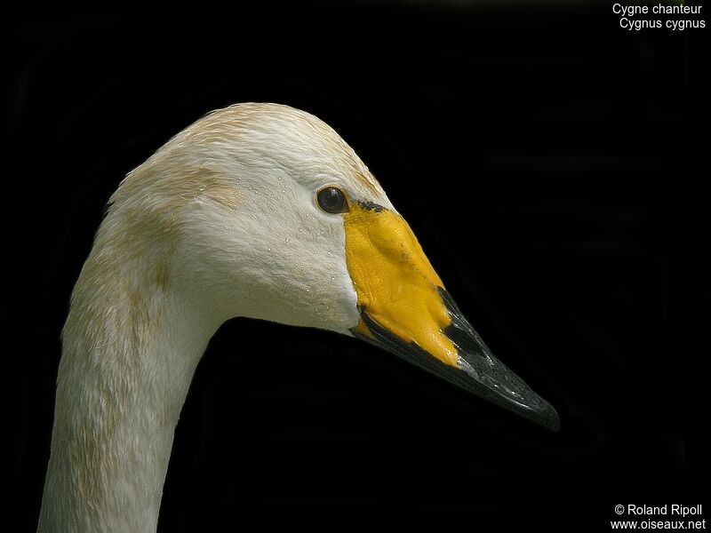 Cygne chanteuradulte nuptial