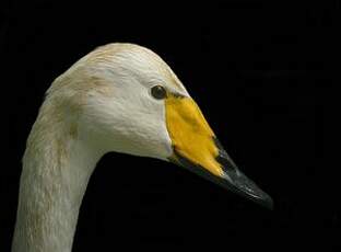 Cygne chanteur