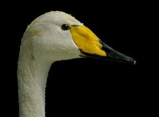 Cygne chanteur