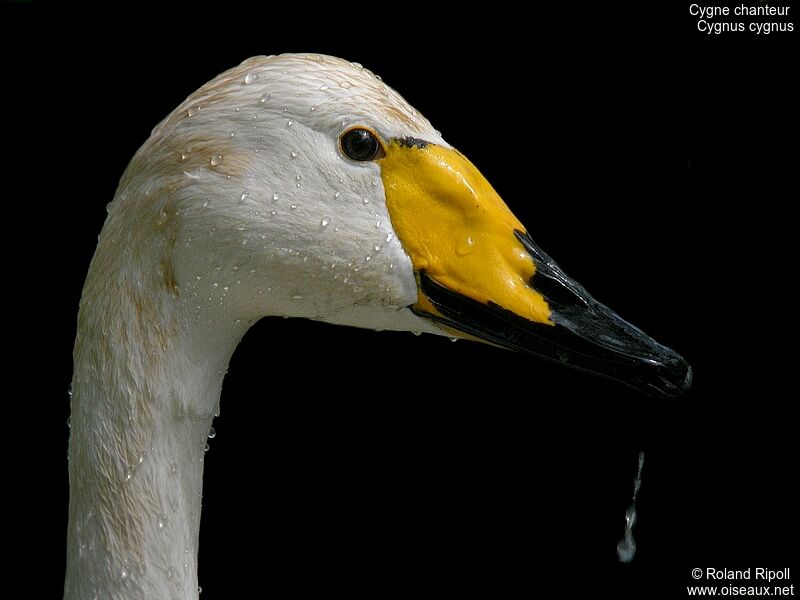 Whooper Swanadult breeding