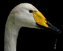 Whooper Swan