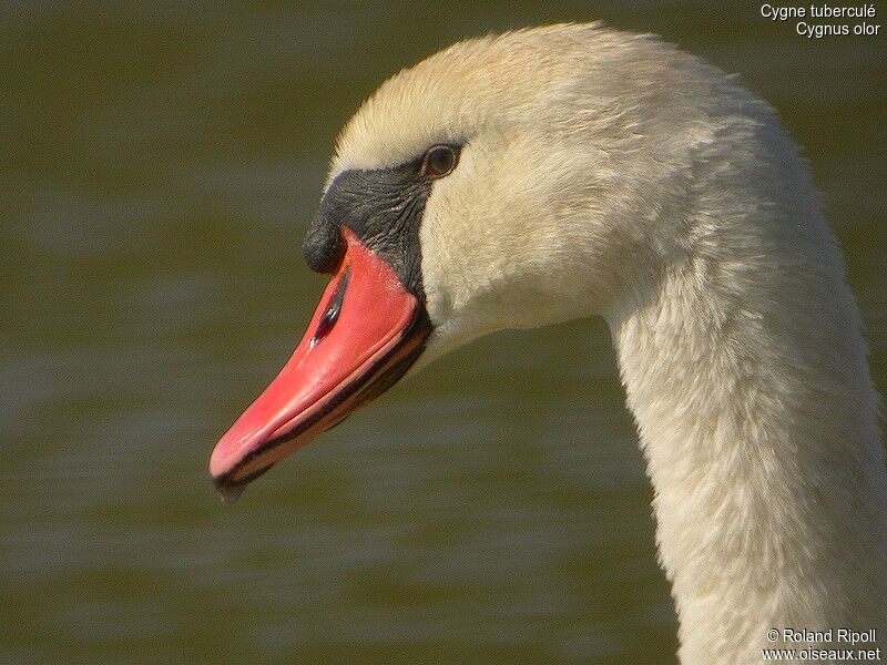 Cygne tuberculé mâle adulte