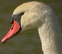 Cygne tuberculé