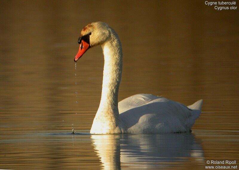 Cygne tuberculé mâle adulte internuptial