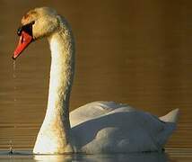 Cygne tuberculé