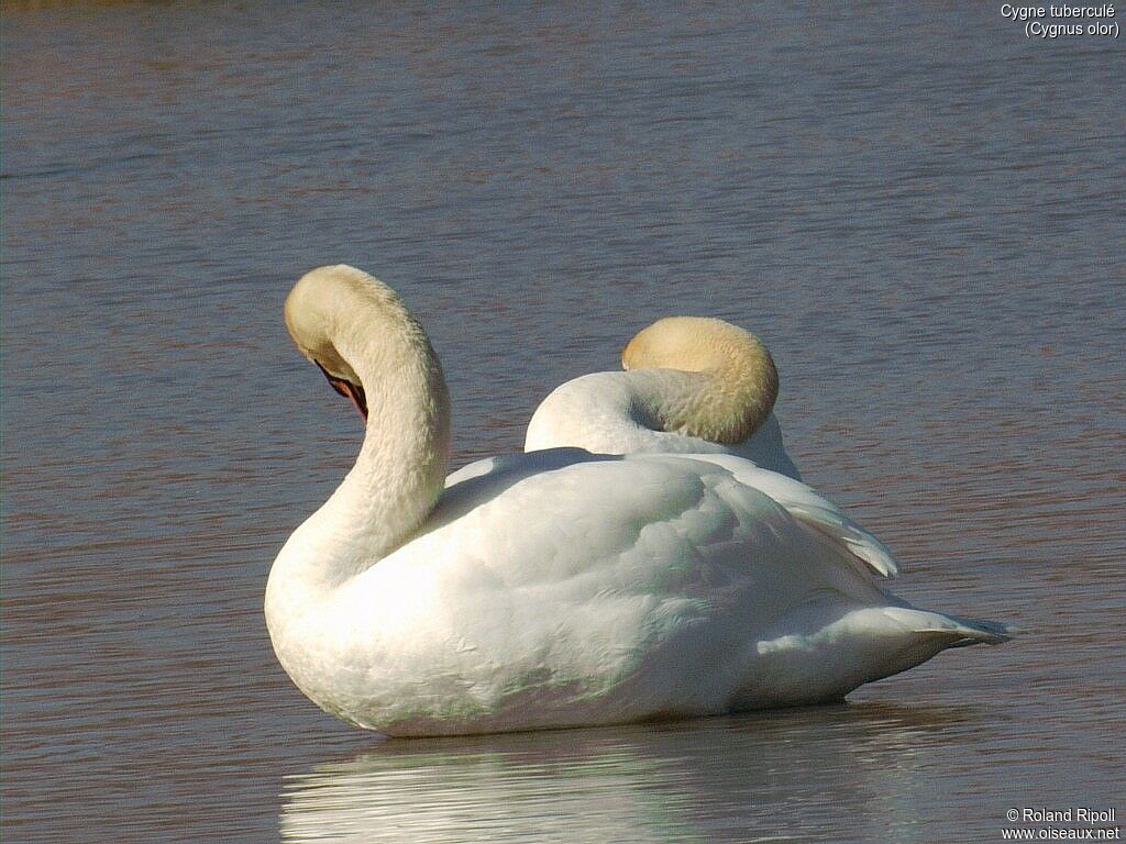 Cygne tuberculé