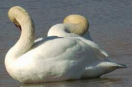 Cygne tuberculé