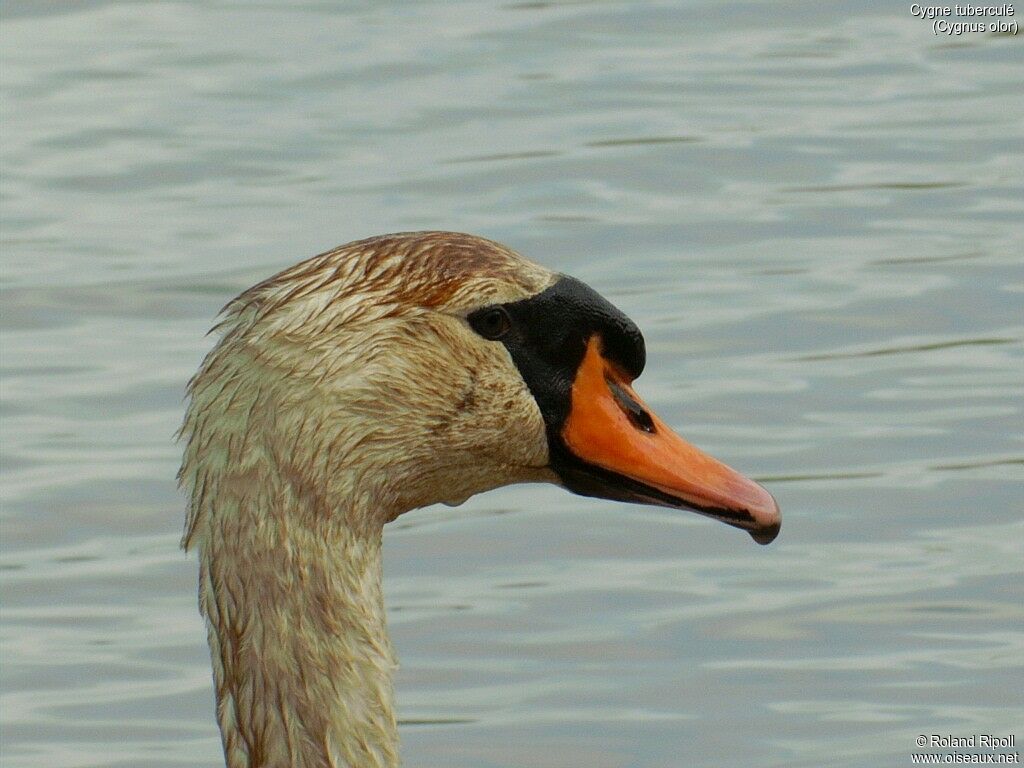 Mute Swan