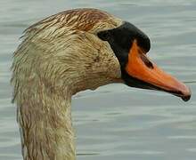 Cygne tuberculé