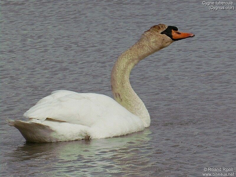 Cygne tuberculé