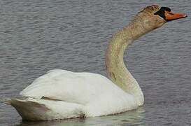 Cygne tuberculé