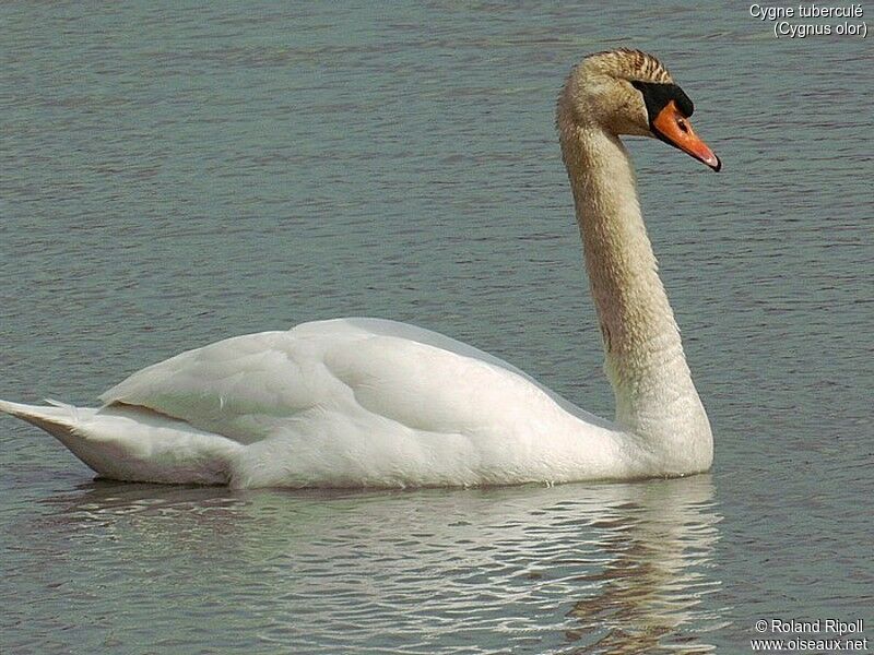 Cygne tuberculé