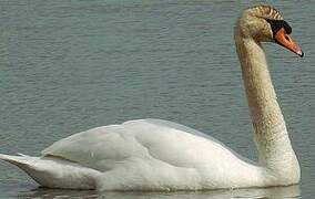 Mute Swan