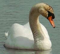 Mute Swan