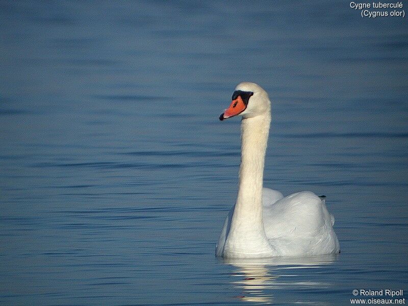 Cygne tuberculé