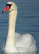 Mute Swan