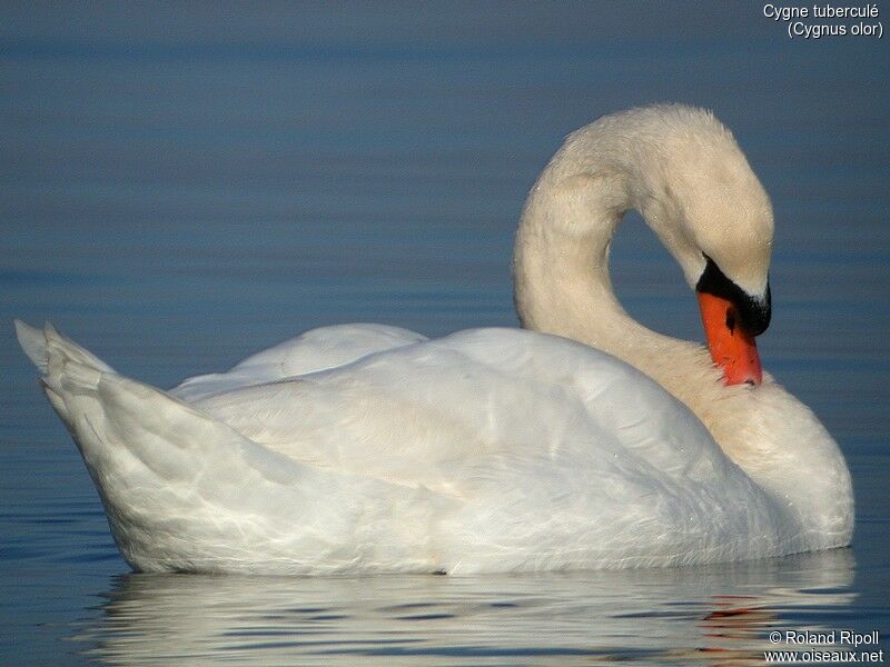 Cygne tuberculé