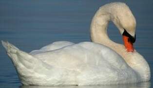 Mute Swan