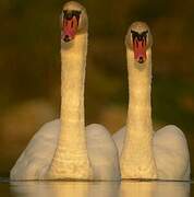 Mute Swan