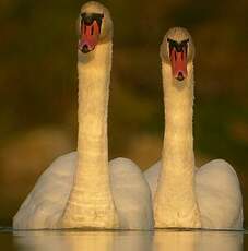 Cygne tuberculé