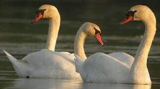 Cygne tuberculé