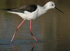 Black-winged Stilt