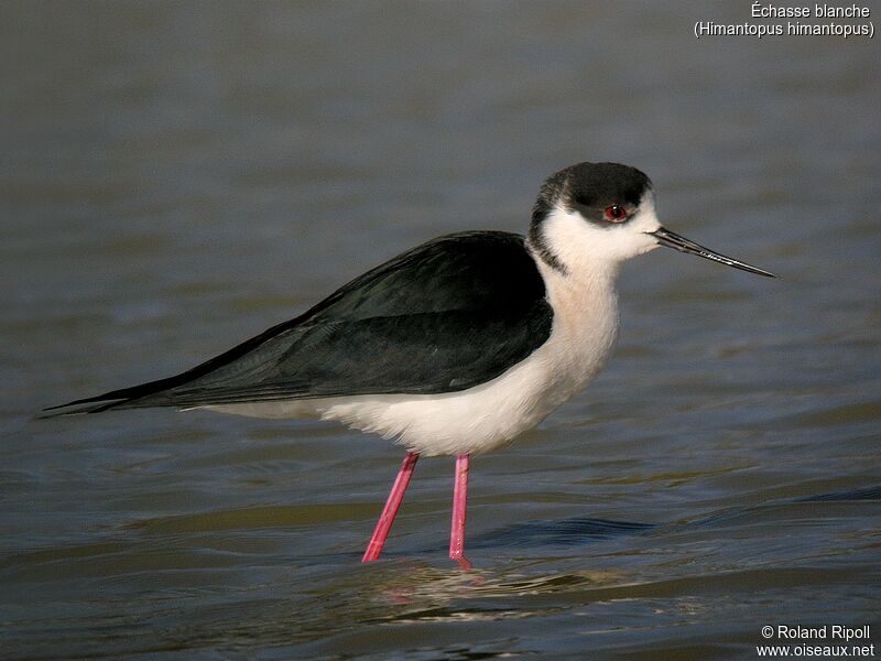 Black-winged Stiltadult breeding