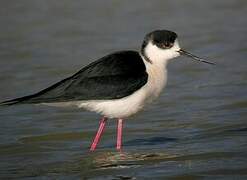 Black-winged Stilt