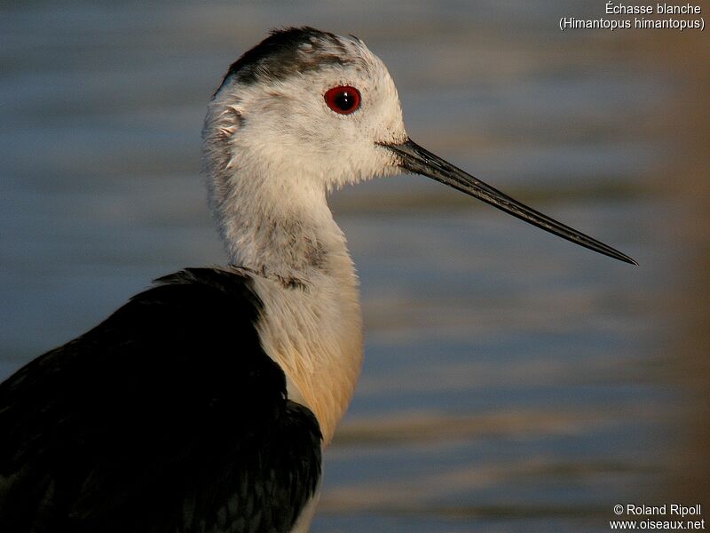 Black-winged Stiltadult breeding