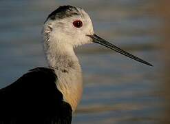 Black-winged Stilt