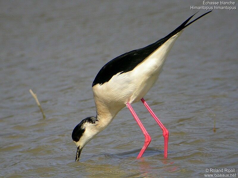 Black-winged Stiltadult