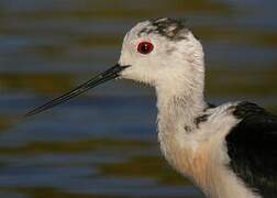 Black-winged Stilt