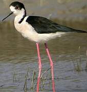 Black-winged Stilt