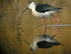 Black-winged Stilt