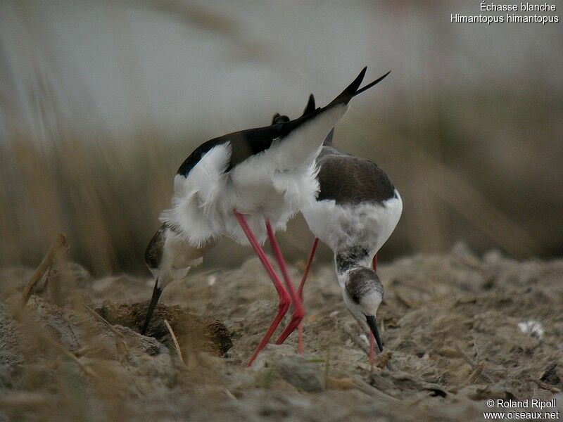 Black-winged Stilt adult breeding