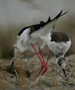 Black-winged Stilt