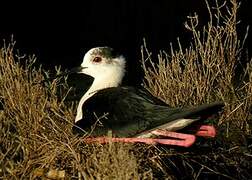 Black-winged Stilt